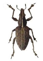 Sitona gressorius