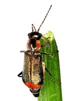 Axinotarsus pulicarius