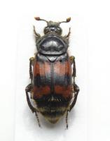 Nicrophorus vestigator