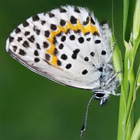 Scolitantides orion - Chequered Blue