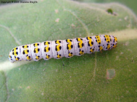Shargacucullia verbasci - The Mullein