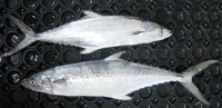 Scomberomorus lineolatus, Streaked seerfish: fisheries, gamefish