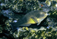 Sparisoma rubripinne, Redfin parrotfish: fisheries, aquarium