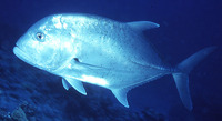 Caranx ignobilis, Giant trevally: fisheries, aquaculture, gamefish, aquarium