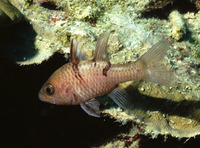 Apogon trimaculatus, Three-spot cardinalfish: