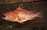 Pontinus clemensi, Mottled scorpionfish: