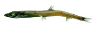 Scopelosaurus smithii, :