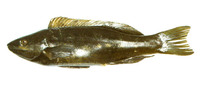 Odax pullus, Greenbone: fisheries