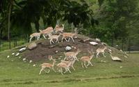 Image of: Dama dama (fallow deer)