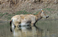 Image of: Elaphurus davidianus (Pere David's deer)