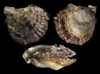 Ostrea edulis - Edible Oyster