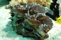 Tridacna squamosa - Fluted giant clam