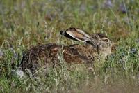 Image of: Lepus oiostolus (woolly hare)