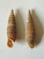 Balea biplicata