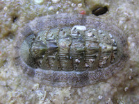 Chiton olivaceus