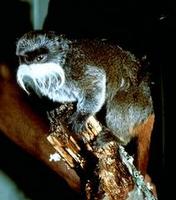 Image of: Saguinus imperator (emperor tamarin)