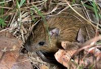 Image of: Zapus hudsonius (meadow jumping mouse)