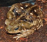 Image of: Bufo marinus (cane toad)