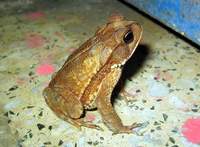 Bufo valliceps - Gulf Coast Toad