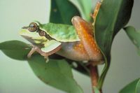Hyla andersonii - Pine Barrens Treefrog