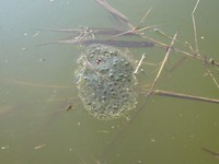 Rana dalmatina - Agile Frog