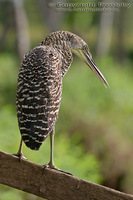 Tigrisoma mexicanum - Bare-throated Tiger-Heron