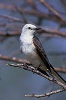 Tyrannus forficatus - Scissor-tailed Flycatcher