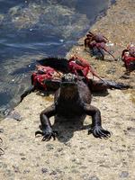 Image of: Amblyrhynchus cristatus (marine iguana), Grapsus grapsus (sally lightfoot crab)