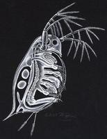 Image of: Daphnia pulex