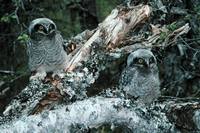 Surnia ulula - Northern Hawk Owl