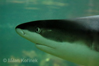 Carcharhinus melanopterus - Black Fin Reef Shark