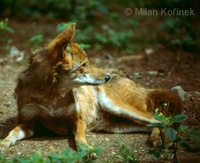 Canis aureus - Golden Jackal