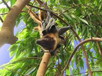 Pteropus lylei - Lyle's Flying Fox