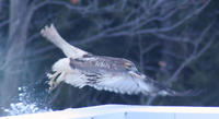 Image of: Buteo jamaicensis (red-tailed hawk)