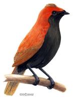 Image of: Cnemophilus macgregorii (crested bird-of-paradise)