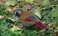 Image of: Garrulax formosus (red-winged laughingthrush)