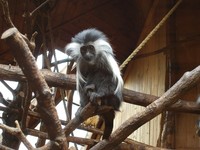 Colobus angolensis - Angolan Colobus