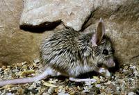 Calomyscus bailwardi - Mouse-like Hamster