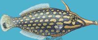 Image of: Oxymonacanthus longirostris (beaked leatherjacket)