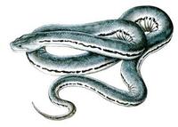 Image of: Acrochordus javanicus (Javan wart snake)