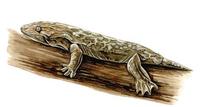 Image of: Rhacodactylus leachianus