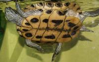 Image of: Trachemys scripta (common slider)