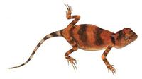 Image of: Tympanocryptis cephalus