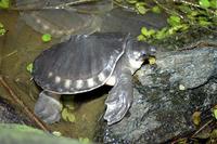 Carettochelys insculpta - Fly River Turtle