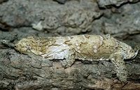Rhacodactylus leachianus