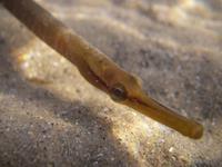Entelurus aequoreus - Snake Pipefish