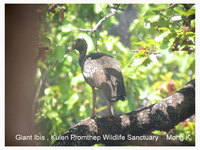 Giant Ibis - Pseudibis gigantea