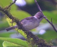 Burmese Yuhina - Yuhina humilis