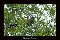Pheasant Coucal