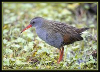 Bogota Rail - Rallus semiplumbeus